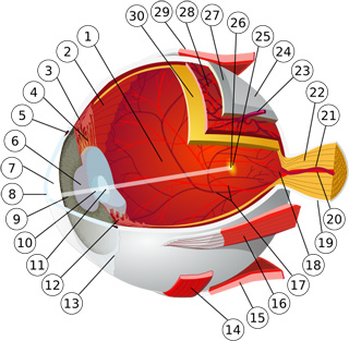614px-Eye-diagram