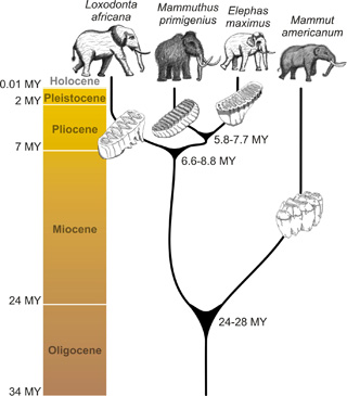 elefanten_plos