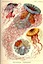 Ernst Haeckel: Kunstformen der Natur