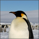 neu_pinguin