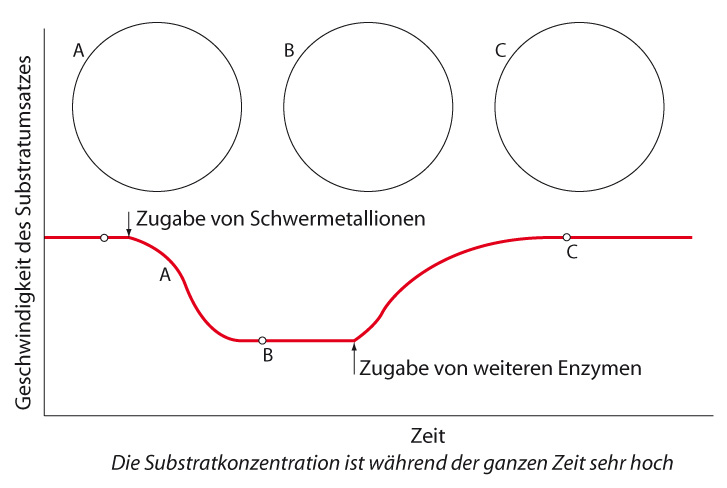 Folien Enzyme Proteinstruktur Aktives Zentrum Enzymatik