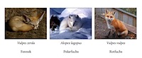 preview_fuechse