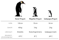 preview_pinguine