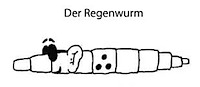 regenwurm einstieg