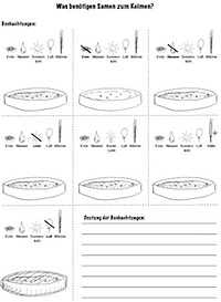 samenkeimung vorschau