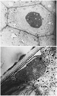 vorschau_mitochondrien