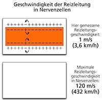 Vorschau Reizleitung